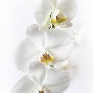 Turusen Puutarha Kukka-auto